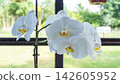 White orchid blossoms on slender stem with soft yellow centers, set against blurred green garden view and dark window frame, creating serene floral decor with bright natural light 142605952