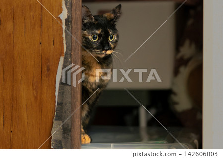 Sabi cat Sabi cat 142606003