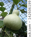 Calabash, also known as bottle gourd, is a vine which is grown for its fruit belonging to the family Cucurbitaceae. The pilgrim calabash, Lagenaria siceraria, is a bottle gourd 142606199