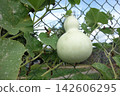 Calabash, also known as bottle gourd, is a vine which is grown for its fruit belonging to the family Cucurbitaceae. The pilgrim calabash (Lagenaria siceraria) is a historic bottle gourd 142606295