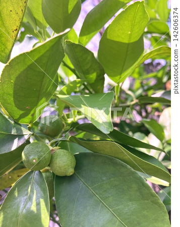 生長在枝繁葉茂的枝條上的綠色柚子果實(垂直方向) 生長在枝繁葉茂的枝條上的綠色柚子果實(垂直方向) 142606374