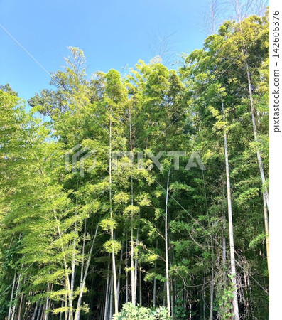 一片竹林在藍天下綿延展開(筆下) 一片竹林在藍天下綿延展開(筆下) 142606376
