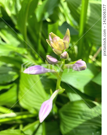 Hosta buds are growing in the early summer garden. Hosta buds are growing in the early summer garden. 142606377