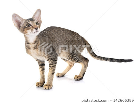 oriental kitten in studio oriental kitten in studio 142606399