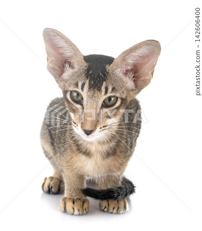 oriental kitten in studio oriental kitten in studio 142606400