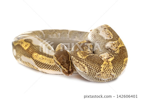 Ball python in studio Ball python in studio 142606401