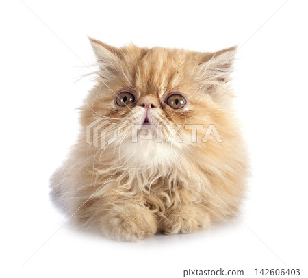 persian kitten in studio persian kitten in studio 142606403