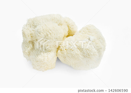 Lion's mane mushroom hericium erinaceus on white background Lion's mane mushroom hericium erinaceus on white background 142606590