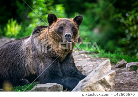 Brown bear resting on green grass surrounded by wildflowers in a natural forest setting, showcasing its fur texture and peaceful demeanor Brown bear resting on green grass surrounded by wildflowers in a natural forest setting, showcasing its fur texture and peaceful demeanor 142606670