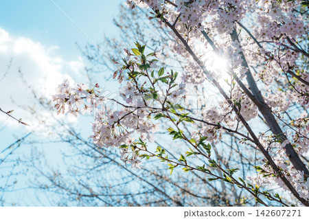 Cherry blossom tree in a Madrid park Cherry blossom tree in a Madrid park 142607271
