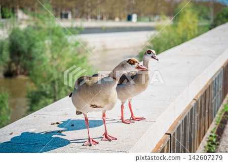 Two Egyptian geese walking along a stone bridge parapet in a Madrid park 142607279