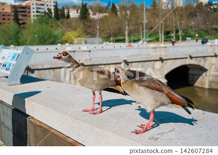 Two Egyptian geese walking along a stone bridge parapet in a Madrid park Two Egyptian geese walking along a stone bridge parapet in a Madrid park 142607284