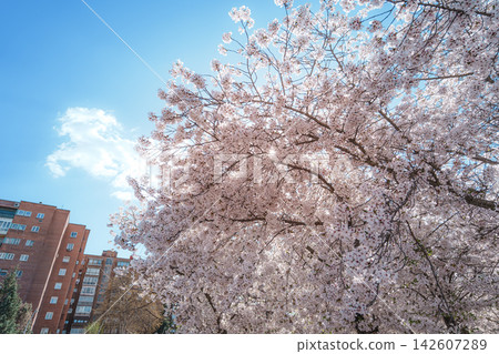 Cherry blossom tree in a Madrid park Cherry blossom tree in a Madrid park 142607289