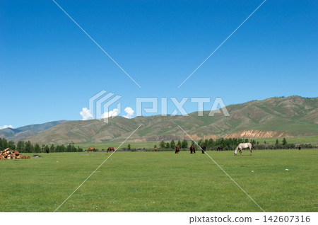 A herd of horses standing in an open grassland (Orkhon Valley, Mongolia) A herd of horses standing in an open grassland (Orkhon Valley, Mongolia) 142607316