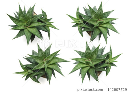 Succulent Plant isolated on white background Succulent Plant isolated on white background 142607729