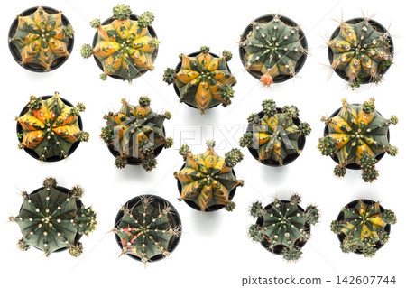 Succulent Plant isolated on white background Succulent Plant isolated on white background 142607744