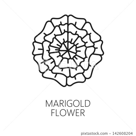 Marigold flower icon for Mexican Day of the Dead or Dia De Los Muertos holiday symbol. Marigold flower or cempasuchil flor line icon for Mexican Day of the Dead festival ofrenda and altar decoration Marigold flower icon for Mexican Day of the Dead or Dia De Los Muertos holiday symbol. Marigold flower or cempasuchil flor line icon for Mexican Day of the Dead festival ofrenda and altar decoration 142608204