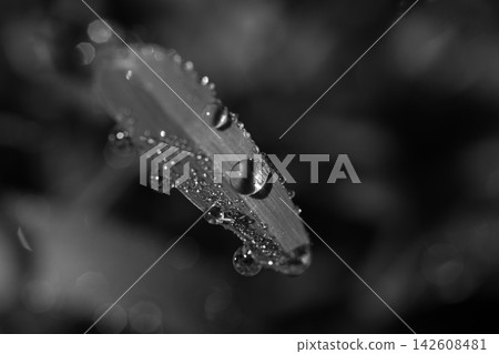 Black and White Macro Dew Drops on Grass Blade Close Up, Dark Bokeh Background Black and White Macro Dew Drops on Grass Blade Close Up, Dark Bokeh Background 142608481