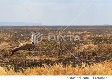 Kori bustard (Ardeotis kori) walking in dry savannah in Serengeti National Park, Tanzania Kori bustard (Ardeotis kori) walking in dry savannah in Serengeti National Park, Tanzania 142608648