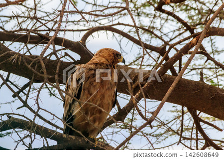 Tawny eagle (Aquila rapax) on a tree in Serengeti national park, Tanzania Tawny eagle (Aquila rapax) on a tree in Serengeti national park, Tanzania 142608649