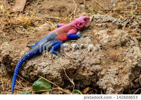 Male mwanza flat-headed rock agama (Agama mwanzae) or the Spider-Man agama on a stone in Serengeti  National Park, Tanzania 142608653