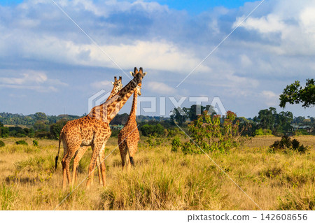 Group of giraffes walking in Ngorongoro Conservation Area in Tanzania. Wildlife of Africa Group of giraffes walking in Ngorongoro Conservation Area in Tanzania. Wildlife of Africa 142608656