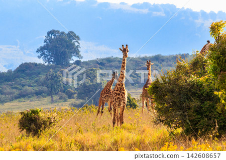 Group of giraffes walking in Ngorongoro Conservation Area in Tanzania. Wildlife of Africa Group of giraffes walking in Ngorongoro Conservation Area in Tanzania. Wildlife of Africa 142608657