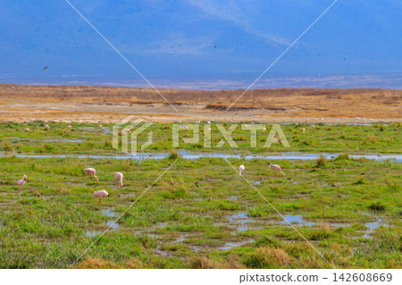 Lesser flamingo (Phoeniconaias minor) in Ngorongoro crater national park in Tanzania. Wildlife of Africa Lesser flamingo (Phoeniconaias minor) in Ngorongoro crater national park in Tanzania. Wildlife of Africa 142608669