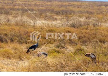 Grey crowned cranes (Balearica Regulorum) in Ngorongoro crater national park, Tanzania. Wildlife of Africa Grey crowned cranes (Balearica Regulorum) in Ngorongoro crater national park, Tanzania. Wildlife of Africa 142608673