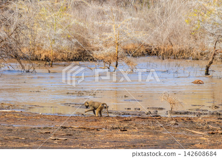 Olive baboon (Papio anubis), also called the Anubis baboon, by water in Lake Manyara National Park in Tanzania 142608684