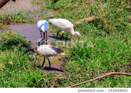 African sacred ibises (Threskiornis aethiopicus) in Lake Manyara National Park, Tanzania African sacred ibises (Threskiornis aethiopicus) in Lake Manyara National Park, Tanzania 142608691
