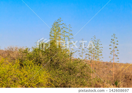 Sisal (Agave sisalana) in african savanna in Tanzania Sisal (Agave sisalana) in african savanna in Tanzania 142608697