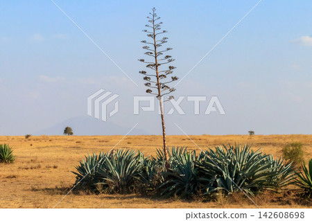 Sisal (Agave sisalana) in african savanna in Tanzania Sisal (Agave sisalana) in african savanna in Tanzania 142608698