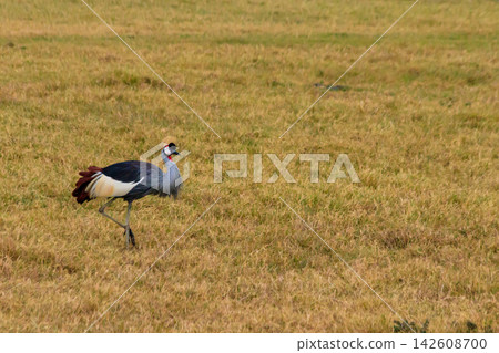 Grey crowned crane (Balearica Regulorum) in Ngorongoro crater national park, Tanzania. Wildlife of Africa Grey crowned crane (Balearica Regulorum) in Ngorongoro crater national park, Tanzania. Wildlife of Africa 142608700