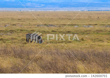 Zebra in savanna in Ngorongoro Crater National park in Tanzania. Wildlife of Africa 142608701
