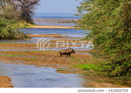 Common warthog (Phacochoerus africanus) in Ngorongoro Crater National Park in Tanzania. Wildlife of Africa Common warthog (Phacochoerus africanus) in Ngorongoro Crater National Park in Tanzania. Wildlife of Africa 142608709