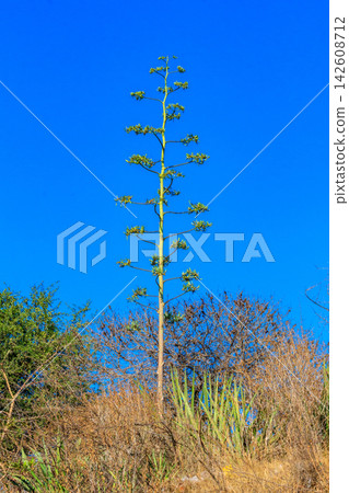 Sisal (Agave sisalana) in african savanna in Tanzania Sisal (Agave sisalana) in african savanna in Tanzania 142608712