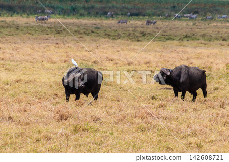 African buffalos or Cape buffalos (Syncerus caffer) in Ngorongoro Crater National Park in Tanzania. Wildlife of Africa African buffalos or Cape buffalos (Syncerus caffer) in Ngorongoro Crater National Park in Tanzania. Wildlife of Africa 142608721