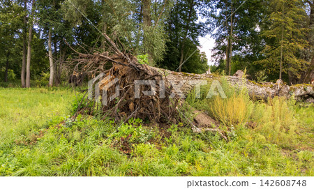 Large Uprooted Tree lying on Grass in Forest after Severe Storm. Natural Disaster Concept 142608748