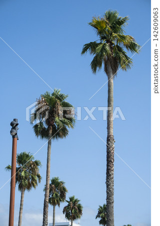 Tall fan palms against a clear blue sky with a modern street lamp Tall fan palms against a clear blue sky with a modern street lamp 142609063