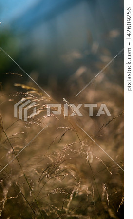 Molinia arundinacea in autumn garden. Decorative grasses and cereals in landscape design Molinia arundinacea in autumn garden. Decorative grasses and cereals in landscape design 142609256