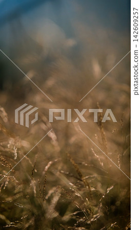 Molinia arundinacea in autumn garden. Decorative grasses and cereals in landscape design Molinia arundinacea in autumn garden. Decorative grasses and cereals in landscape design 142609257
