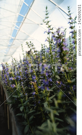 Salvia nemorosa. Bright lilac flowers grow in a greenhouse at a plant nursery. Salvia nemorosa. Bright lilac flowers grow in a greenhouse at a plant nursery. 142609281