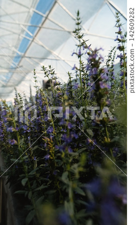 Hyssopus officinalis, commonly known as hyssop, in a garden center greenhouse. Hyssopus officinalis is grown in a plant nursery. Hyssopus officinalis, commonly known as hyssop, in a garden center greenhouse. Hyssopus officinalis is grown in a plant nursery. 142609282