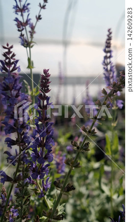 Salvia nemorosa. Bright lilac flowers grow in a greenhouse at a plant nursery. 142609283