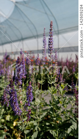 Salvia nemorosa. Bright lilac flowers grow in a greenhouse at a plant nursery. Salvia nemorosa. Bright lilac flowers grow in a greenhouse at a plant nursery. 142609284