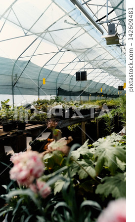 Seedlings of perennial flowers grow in a greenhouse nursery. Seedlings of perennial flowers grow in a greenhouse nursery. 142609481