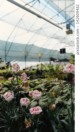 Seedlings of perennial flowers grow in a greenhouse nursery. Seedlings of perennial flowers grow in a greenhouse nursery. 142609482