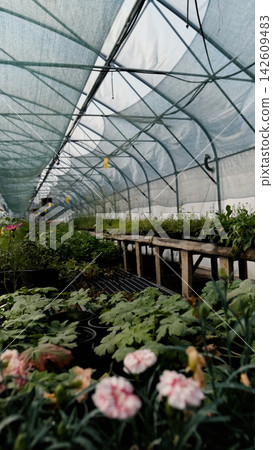 Seedlings of perennial flowers grow in a greenhouse nursery. Seedlings of perennial flowers grow in a greenhouse nursery. 142609483