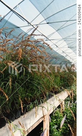 Pearl's-grass, Melica altissima. The grasses grow in a greenhouse nursery. Pearl's-grass, Melica altissima. The grasses grow in a greenhouse nursery. 142609484